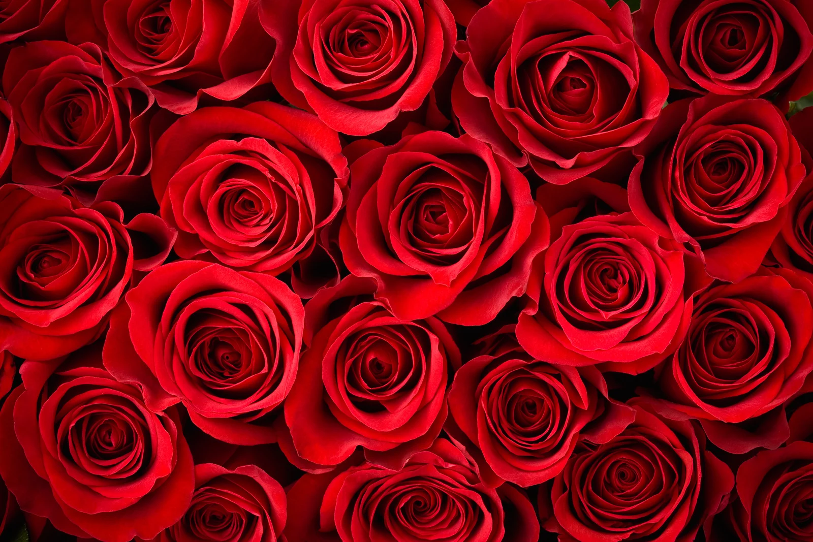 Red Roses Wall