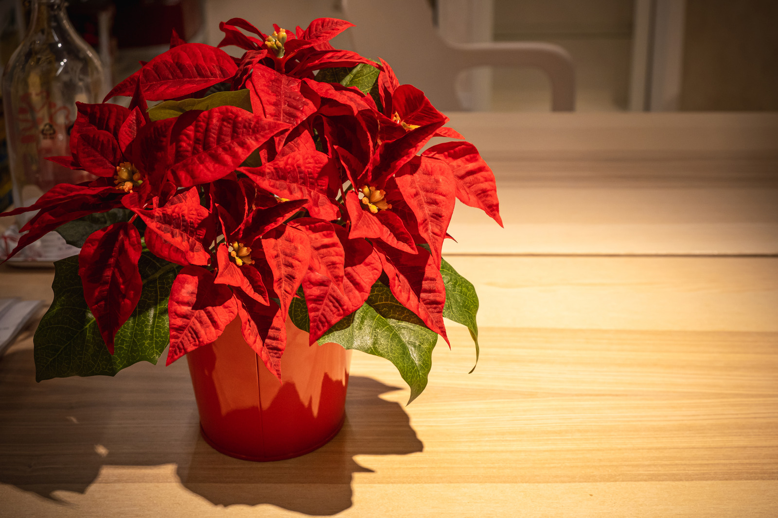 Poinsettia Plant